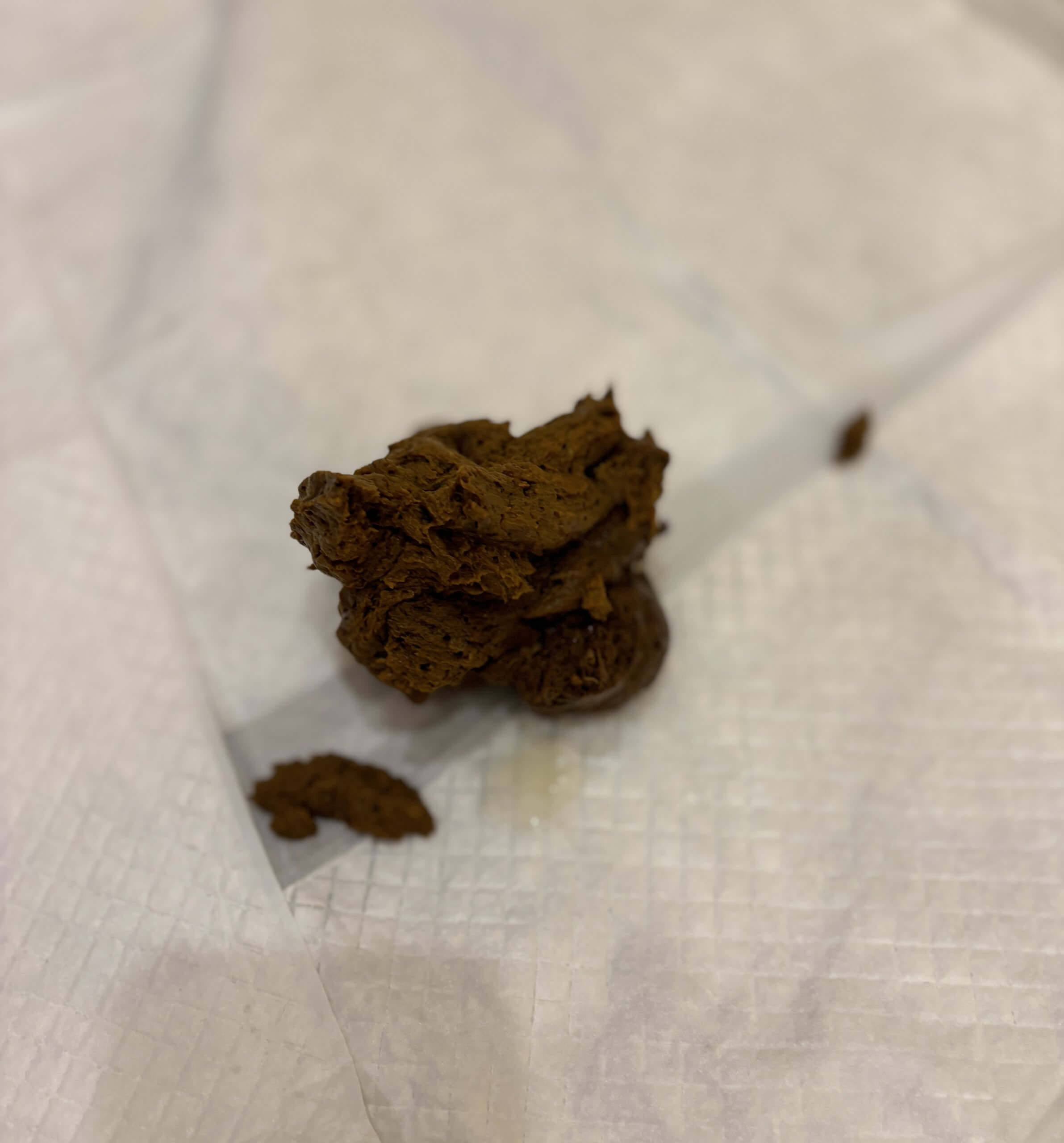 The Guy I Haven’t Seen in a While and Solid Poop ⭐️