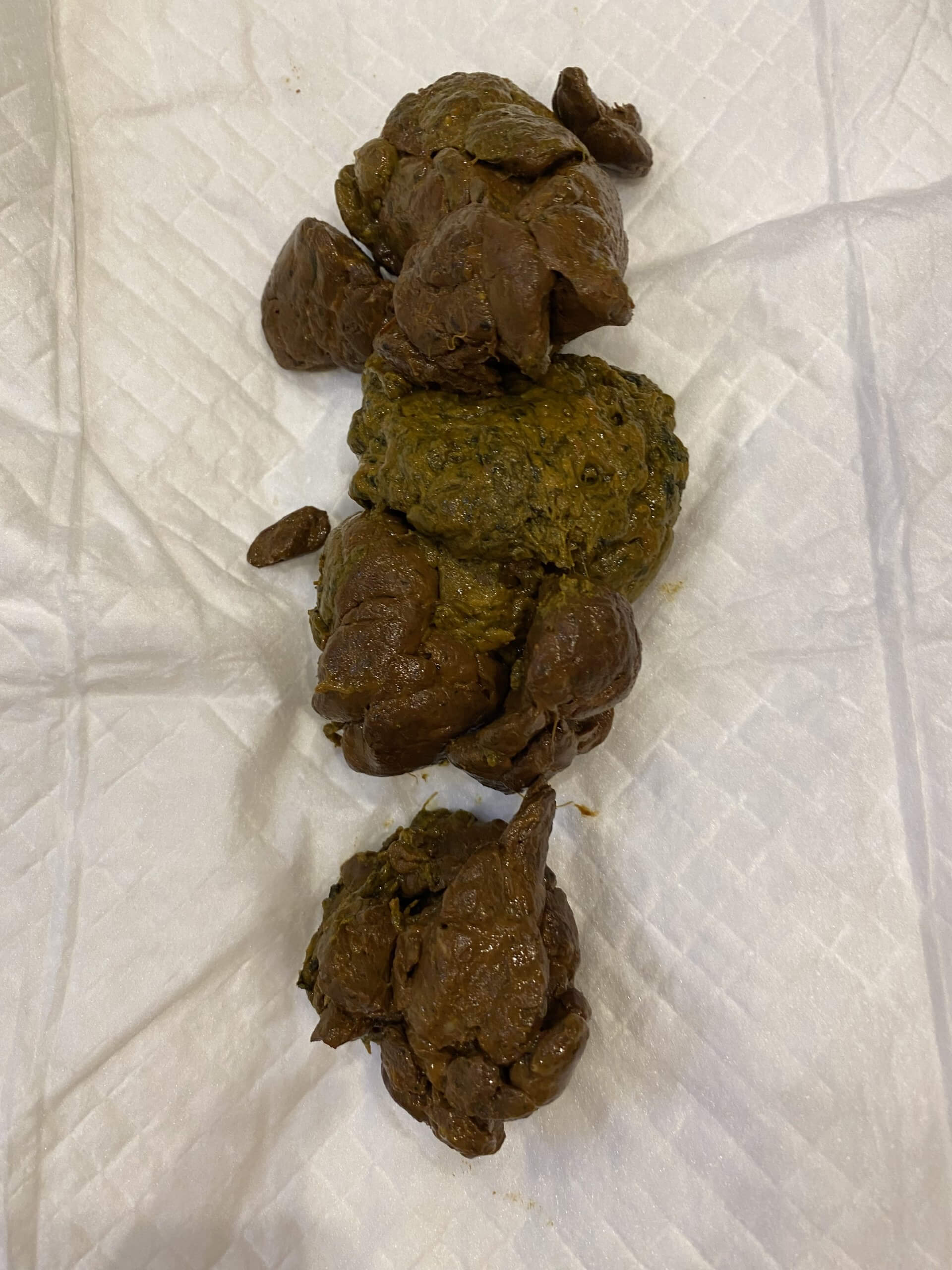 1/6 The Great Poop Post 🤎