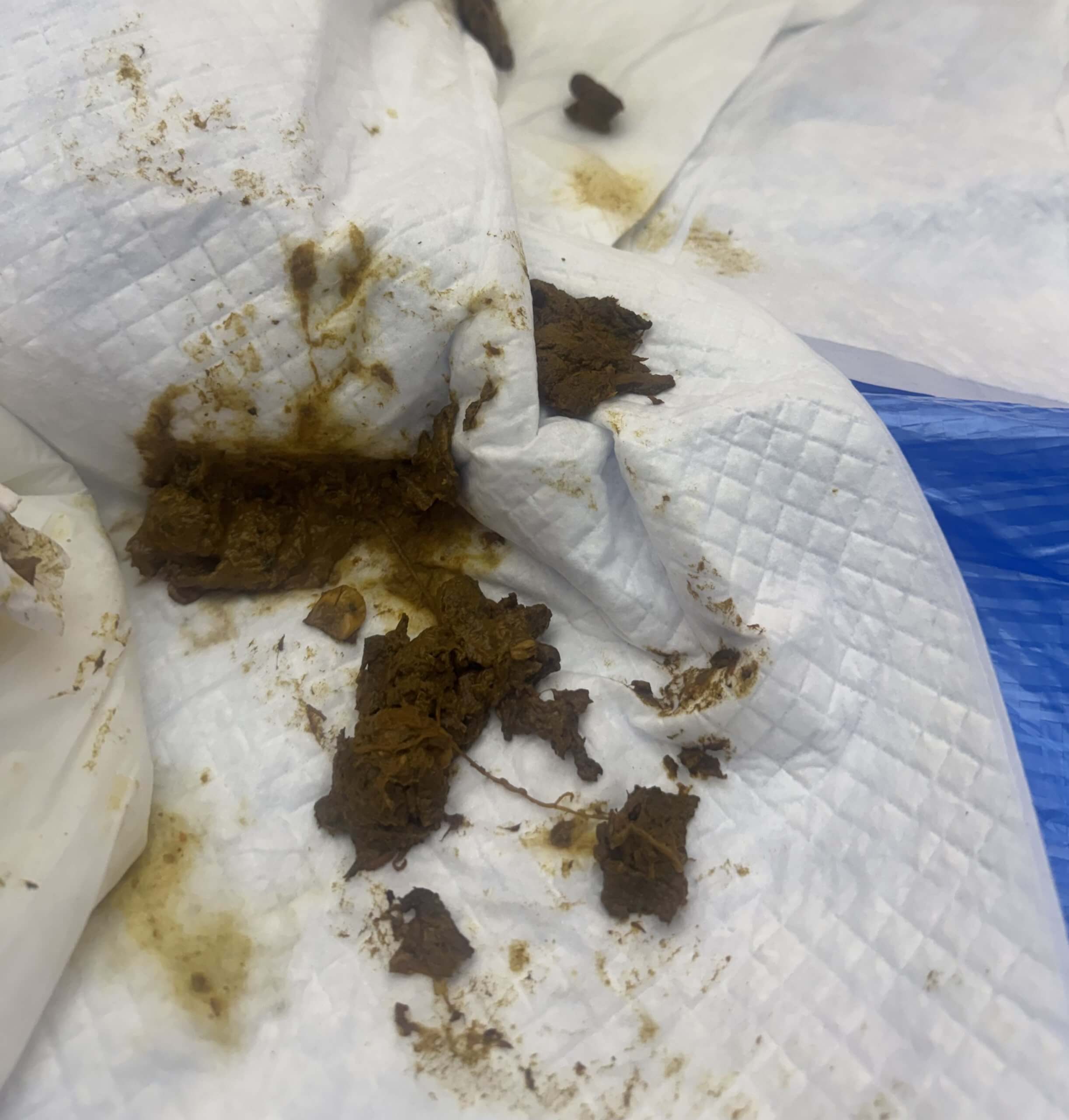 お顔をう◯ちまみれに、、、🫣